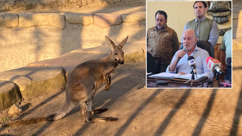 Juan Manuel Diez señala a dueño de El Buen Tono por la muerte del canguro Skippy