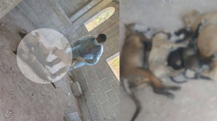Envenenan a 6 mascotas juntas en Ixmiquilpan; así sucedió