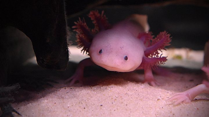 Ajolotes en Guanajuato: vistos en Sierra de Lobos y la Sierra Gorda