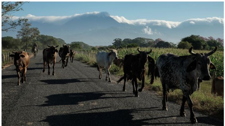 Gusano barrenador regresó por relajamiento en la vigilancia, denuncian en Chiapas