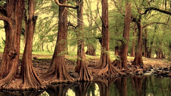 7 bosques de Guanajuato que parecen estar encantados