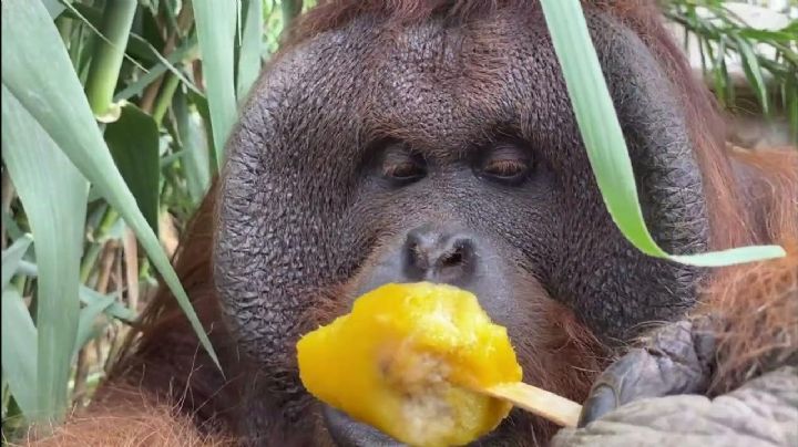 Paletas heladas y baños refrescantes: así enfrentan el calor los animales del Zoo León