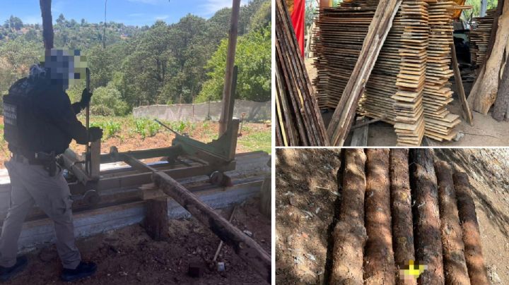 Catean 3 inmuebles por tala clandestina en Hidalgo; esto encontraron