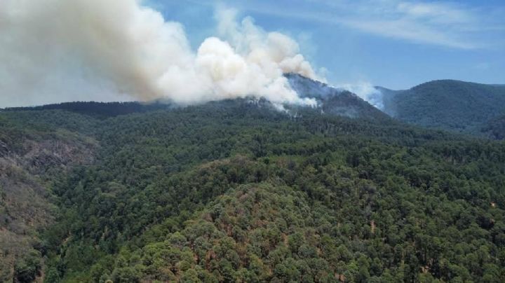 Incendio alcanza Reserva de la Mariposa Monarca en Michoacán; temen daños irreversibles