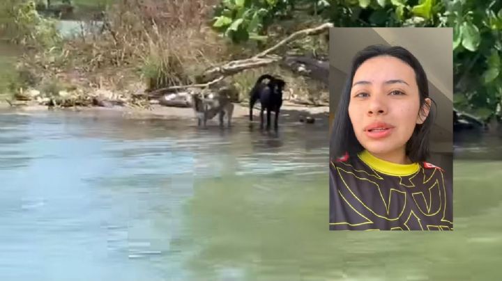 Esto pasó con animales rescatados por influencers en isla de Alvarado