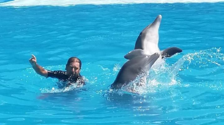 Splash se queda sin delfines; los prohíbe el Senado de la República