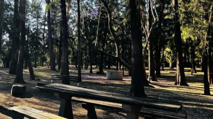 El bosque del árbol de la tristeza que hizo una gran fábrica de oxígeno en León