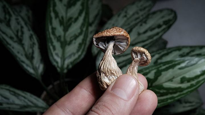 EU denuncia a 2 científicos chinos por "agroterrorismo" por hongo tóxico