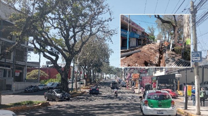 En Xalapa, vecinos logran salvar árboles que serían talados por obra