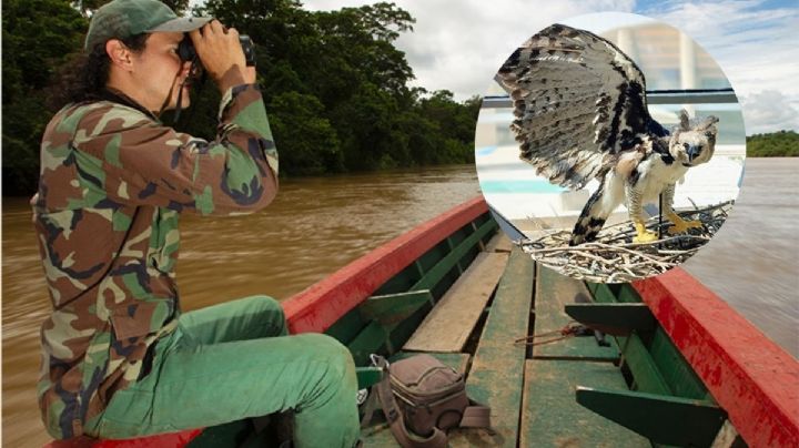 Alumno UV documentó presencia de águila arpía, tras 20 años sin registro