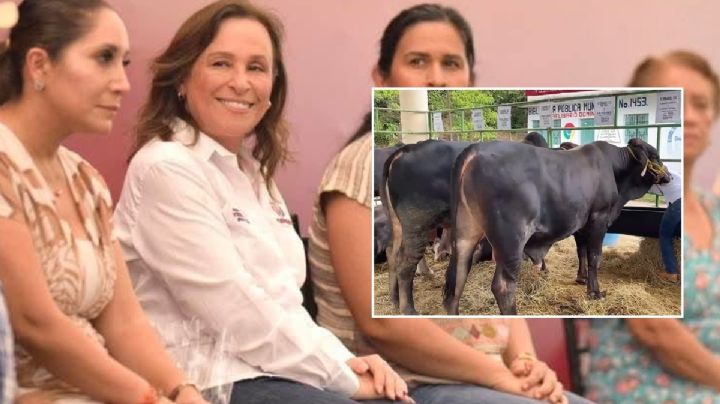 Rocío Nahle reforzará cerco sanitario tras cierre de frontera por caso de gusano barrenador en Veracruz