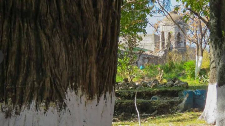 Los ahuehuetes que fueron guardianes de esta ex hacienda de Guanajuato