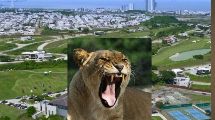 ¡Alarma en la Riviera Veracruzana! León suelto en zona residencial de Alvarado