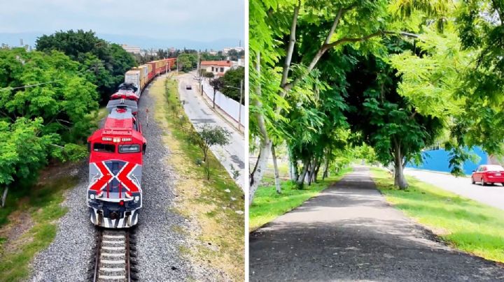 Desconoce Municipio cuántos árboles se talarán por las obras del tren de pasajeros