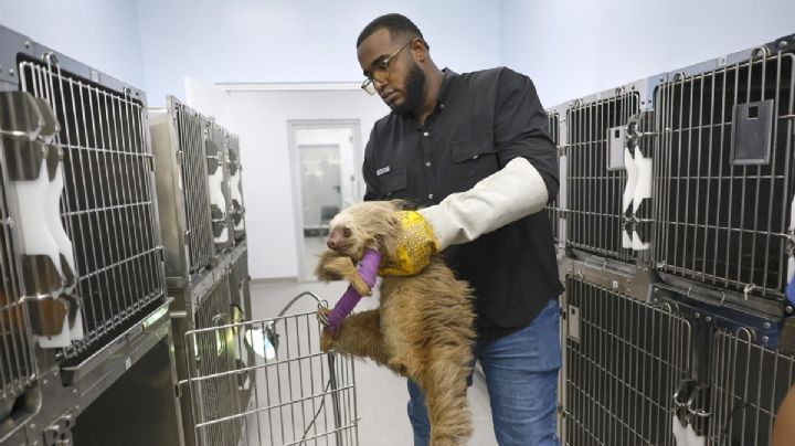 A clinic in Panama gives new life to wild animals, victims of illegal trafficking