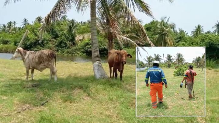 Pobladores de ejido de Coatzacoalcos denuncian que felino está matando a ganado; buscan capturarlo