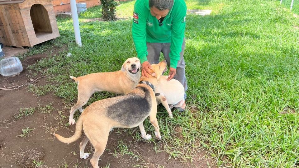 Este es el refugio para perritos que construyó una gasolinera de Minatitlán, Veracruz