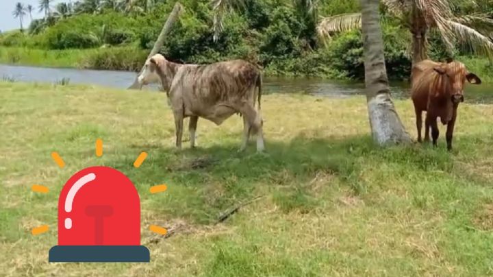 Felino causa alarma en comunidad de Coatzacoalcos; mata a cría de búfalo
