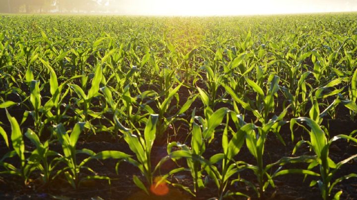 Carlota, la IA que ahorra millones de litros de agua y desafía la sequía en México