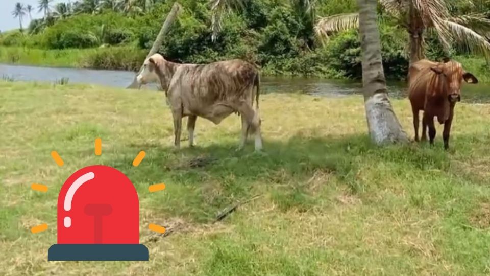 Felino causa alarma en comunidad de Coatzacoalcos; mata a cría de búfalo
