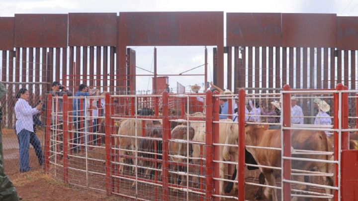 México reanuda exportación de ganado en pie; Sonora abre el paso por Agua Prieta