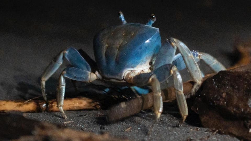 Cangrejo azul en Veracruz enfrenta riesgo de extinción local, alertan activistas