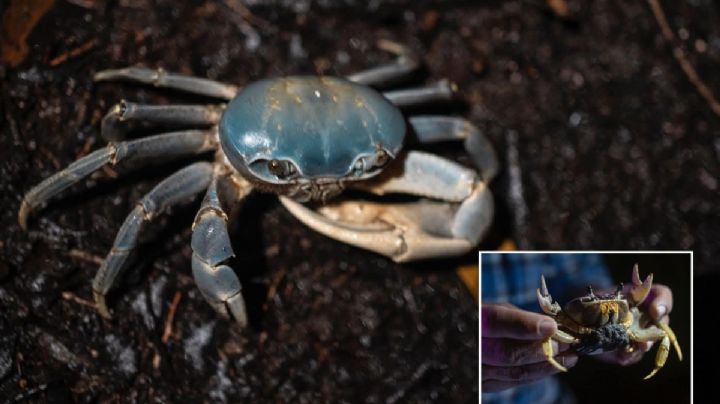 Riviera Veracruzana: el desarrollo inmobiliario que devasta ecosistema del cangrejo azul