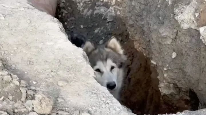 “Mily”, la perrita ciega que pasó más de 12 horas atrapada en obra en Monterrey
