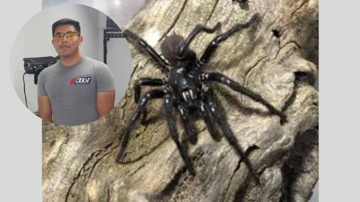 Contaminación lumínica altera conducta de arañas