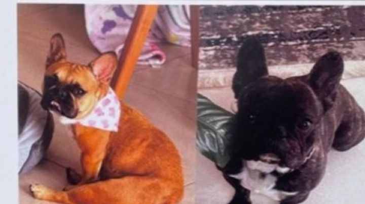Ofrecen recompensa de 20 mil pesos por los perritos "Lilo" y "Harry" en León