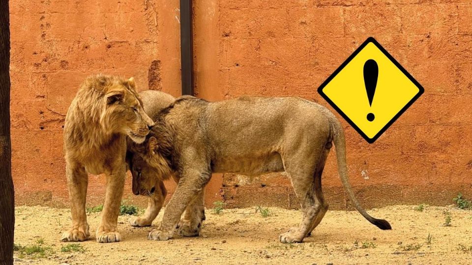 Muere león del reserva animal del 'Río Orizaba'