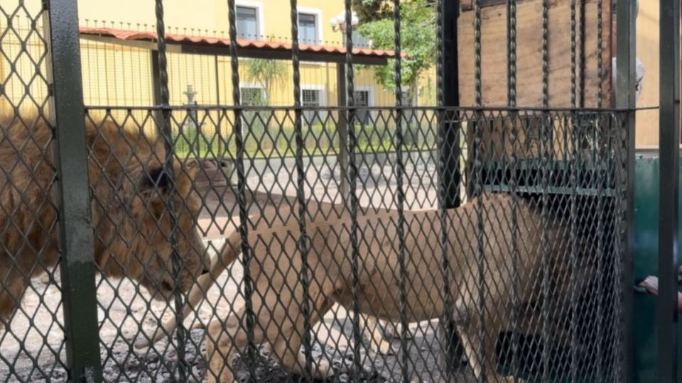 Ayuntamiento de Orizaba explica causa de muerte del león en paseo del río
