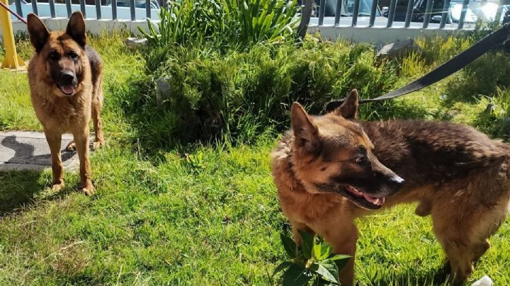 Rescatan a perritos víctimas de maltrato en Pachuca; de hasta 34,000 pesos la multa