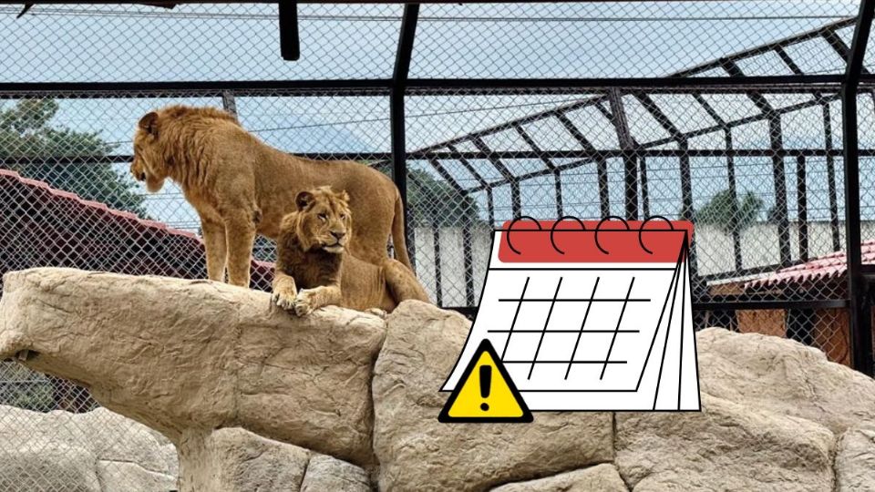 Habrá marcha en Orizaba en defensa de los animales del Paseo del Río Orizaba; día y hora