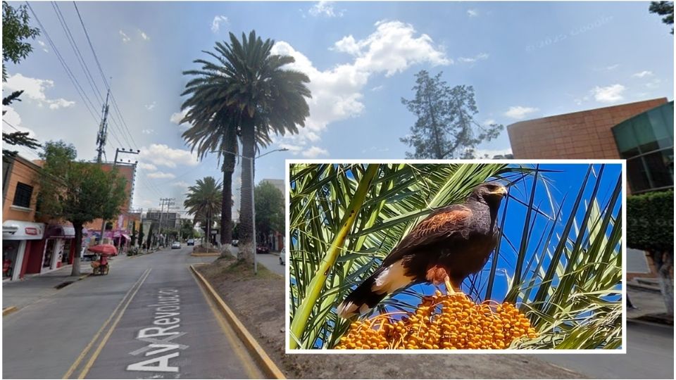 Las águilas tienen nidos en las palmeras del camellón central en la avenida Revolución