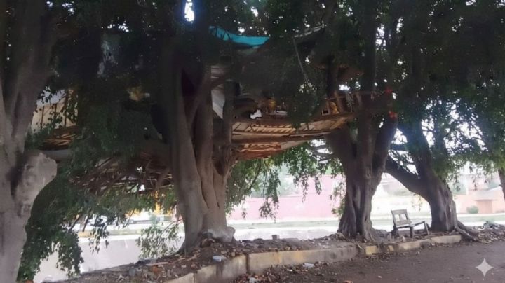 Entre raíces, madera y cartón: Daniel, tiene su casa en un árbol en Naucalpan