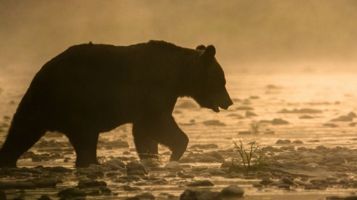 La osa Mina lucha por su vida en Pachuca; este es el diagnóstico