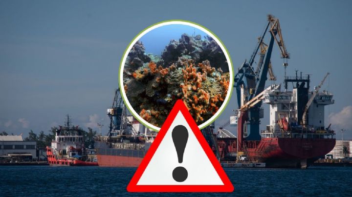 Alertan posible daño a los arrecifes por ampliación del puerto de Veracruz que planea Sheinbaum