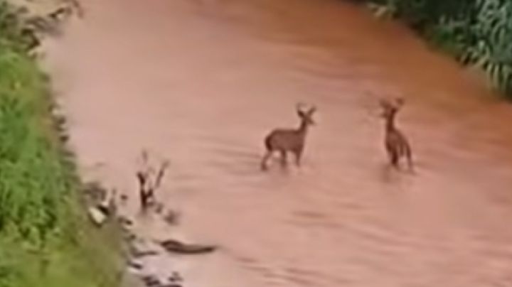 Captan a dos venados correr sobre un río en Silao