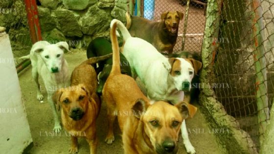 Refugio Franciscano: juez autoriza adopción de 936 animales