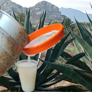 La bebida de los dioses bajo amenaza: Don Félix, el pulque y la lucha por proteger el maguey