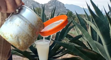 La bebida de los dioses bajo amenaza: Don Félix, el pulque y la lucha por proteger el maguey