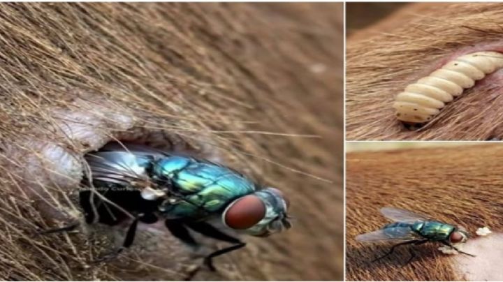 Detectan al menos siete casos de gusano barrenador en Chilpancingo; temen impacto en venta de ganado