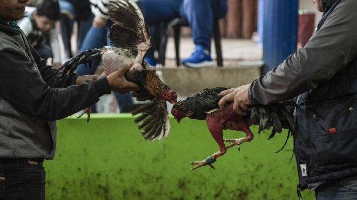 Puesto de feria realiza pelea de gallos durante fiestas en Aquila; denunciarán a responsables