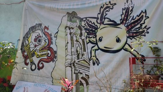 El Ajolotario de Pachuca alberga mil 500 ejemplares