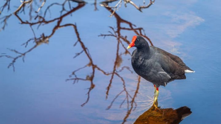 Extinción en retroceso: el ave que reaparece 190 años después