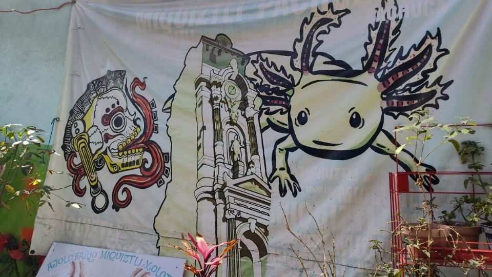 En el Ajolotario Miquiztli Xolotl hay más de mil 500 ejemplares de ajolotes