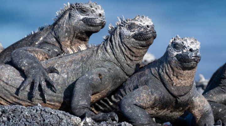 De invasoras a nativas: ADN salva a iguanas de ser exterminadas