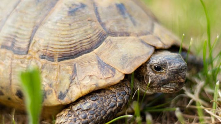 Abuso sexual arroja a las tortugas hembras a suicidarse en Macedonia