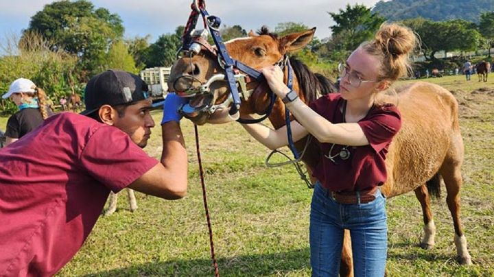 UV brinda atención veterinaria gratuita en comunidades vulnerables